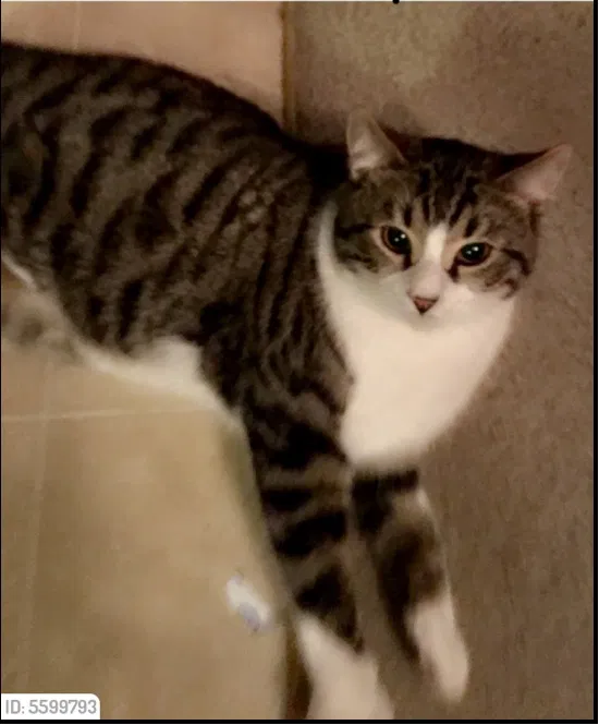 Lost cat in Modesto, CA, 95351