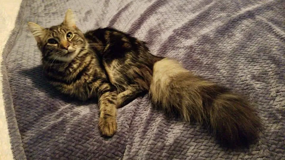 Missing Cat