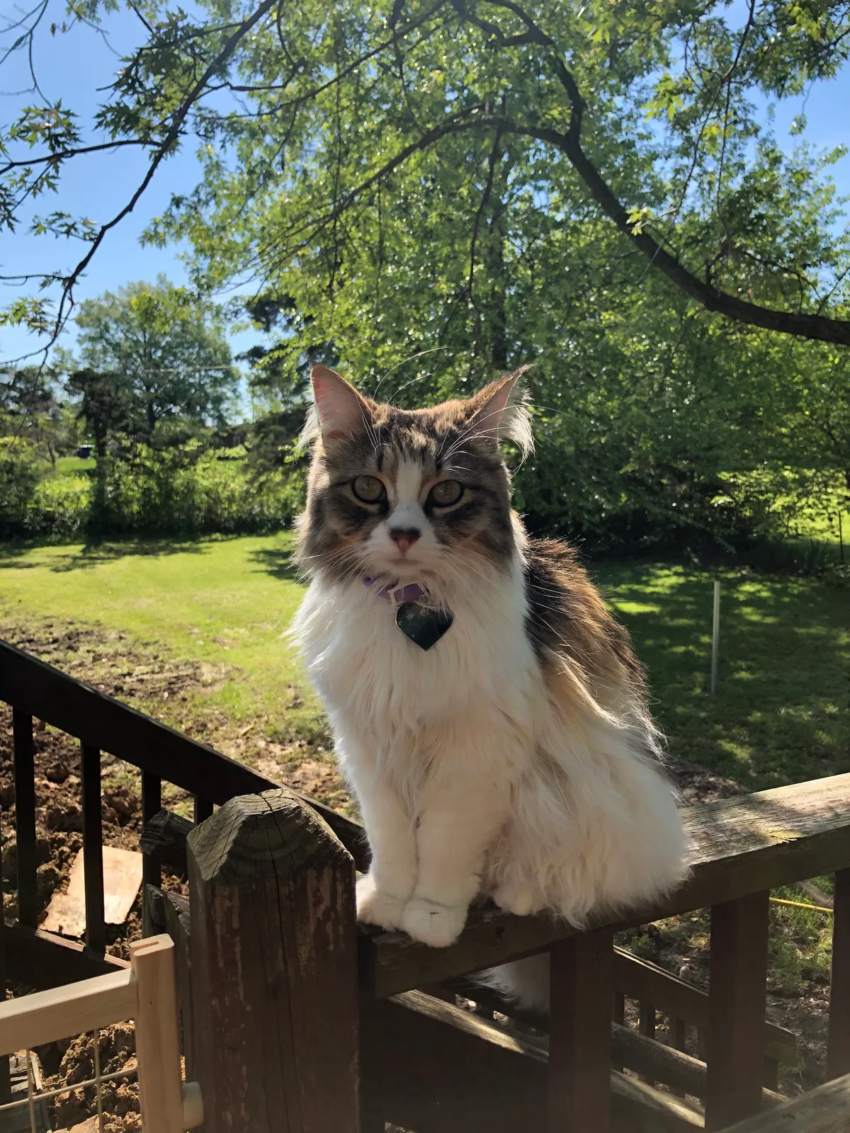 Lost cat in Columbia, MO, 65202