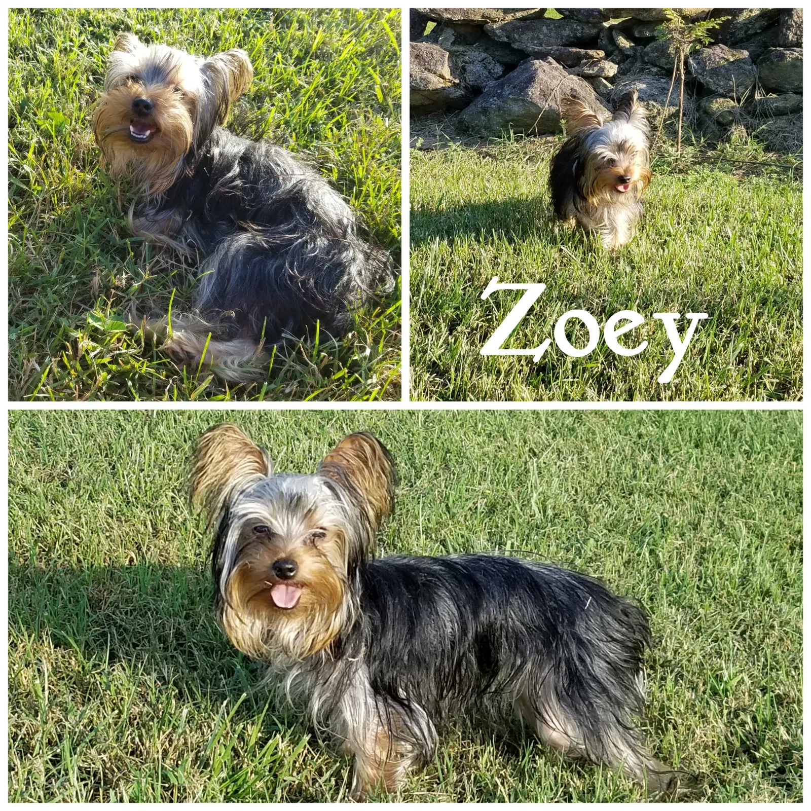 Lost dog in Walkertown, NC, 27051