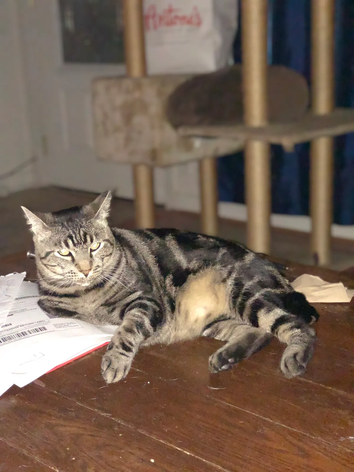 Lost cat in Houston, TX, 77008