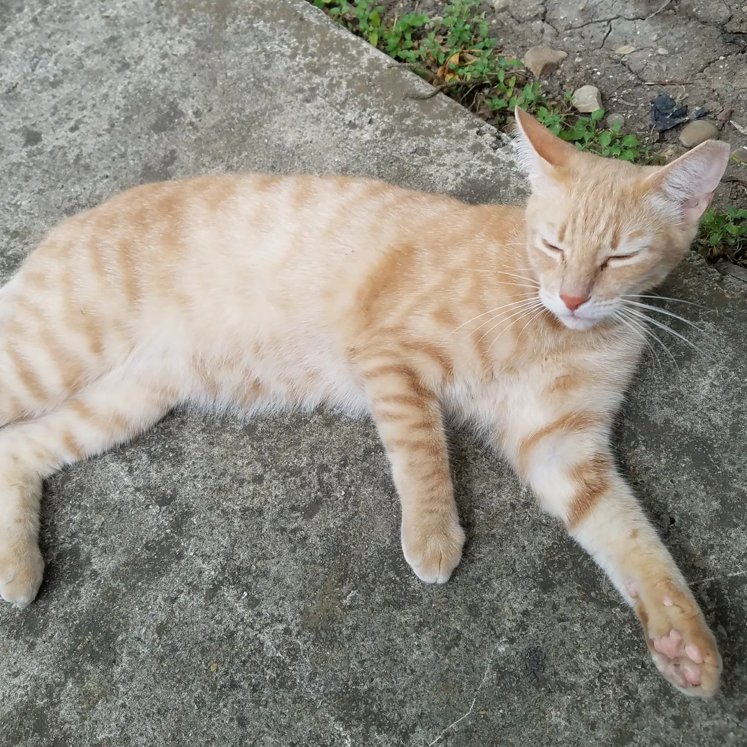 Lost cat in San Antonio, TX, 78233