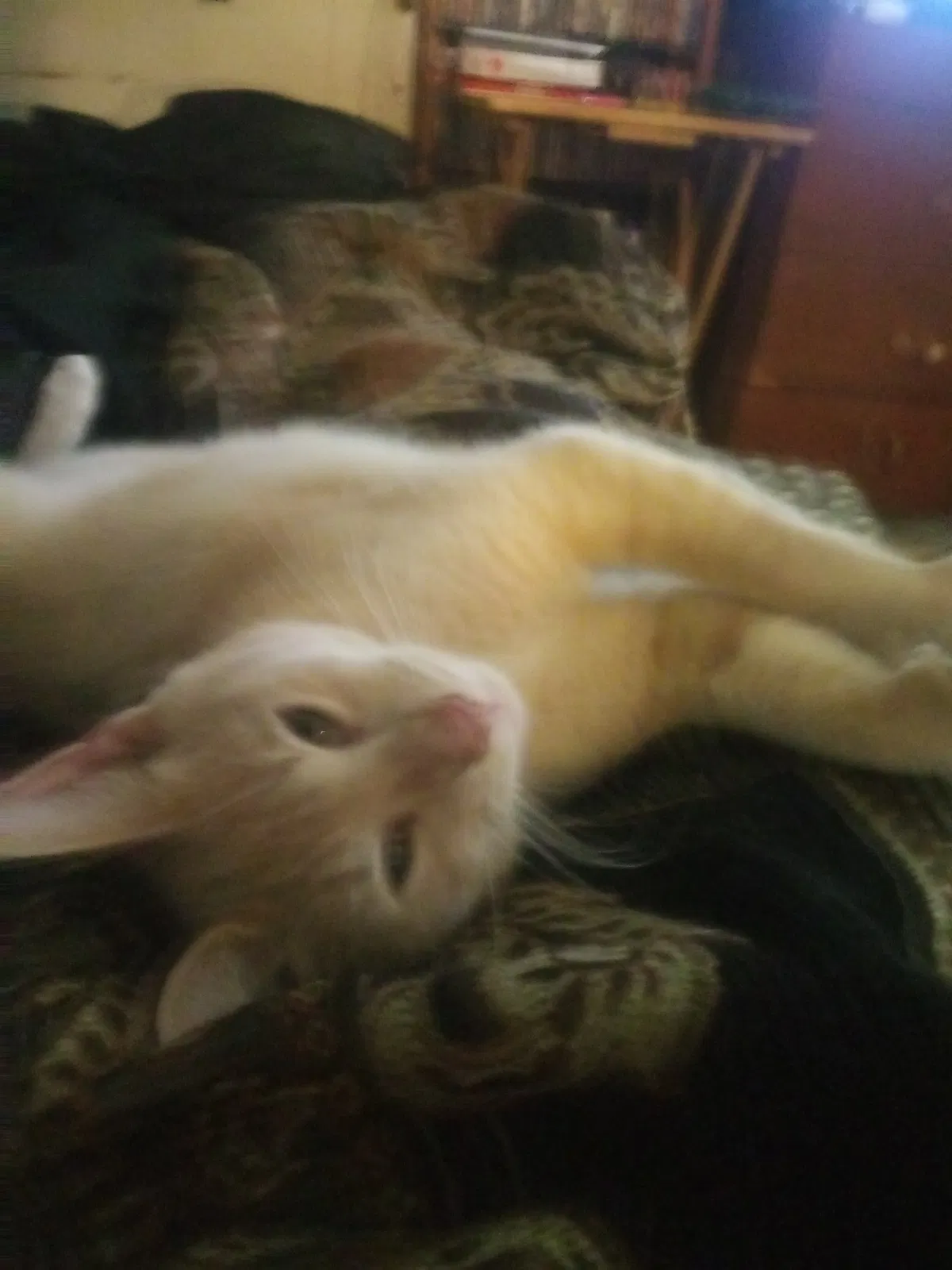 Lost cat in Dunnellon, FL, 34432