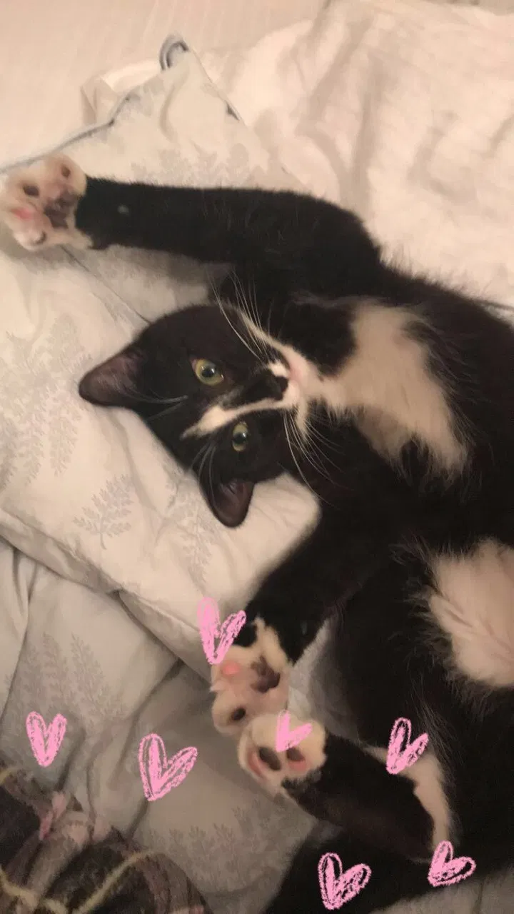Lost cat in Perrysburg, OH, 43551