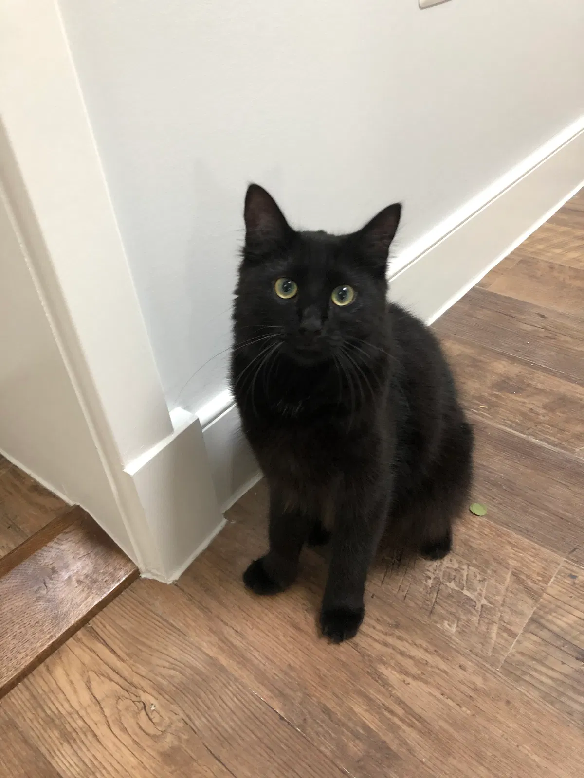 Lost cat in Washington, DC, 20008