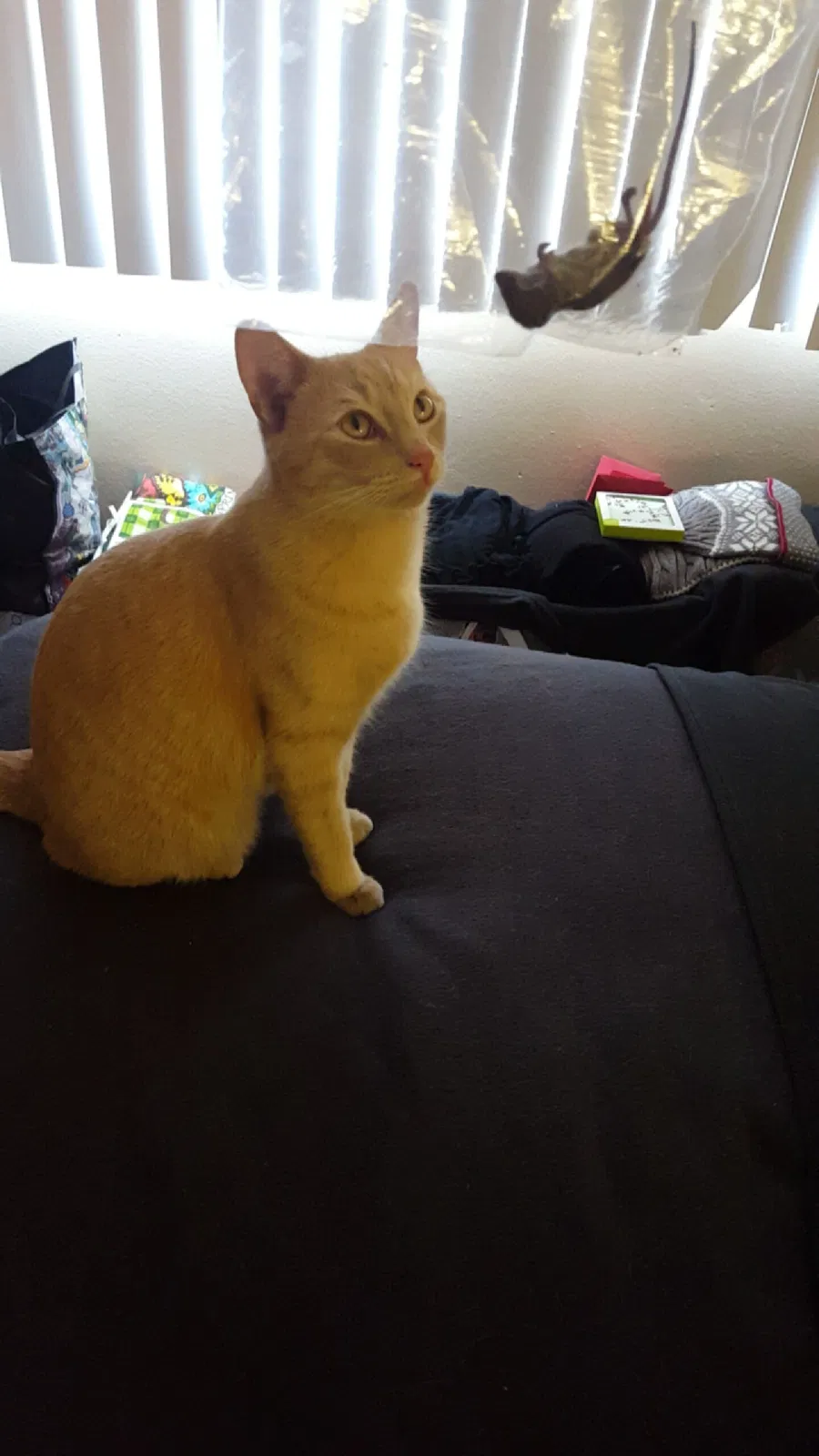Lost cat in Sunland, CA, 91040