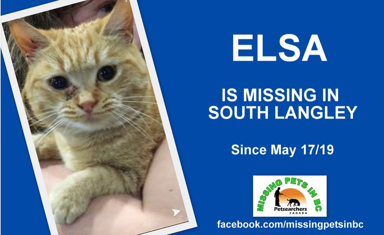 Lost cat in Unknown, AL, 0