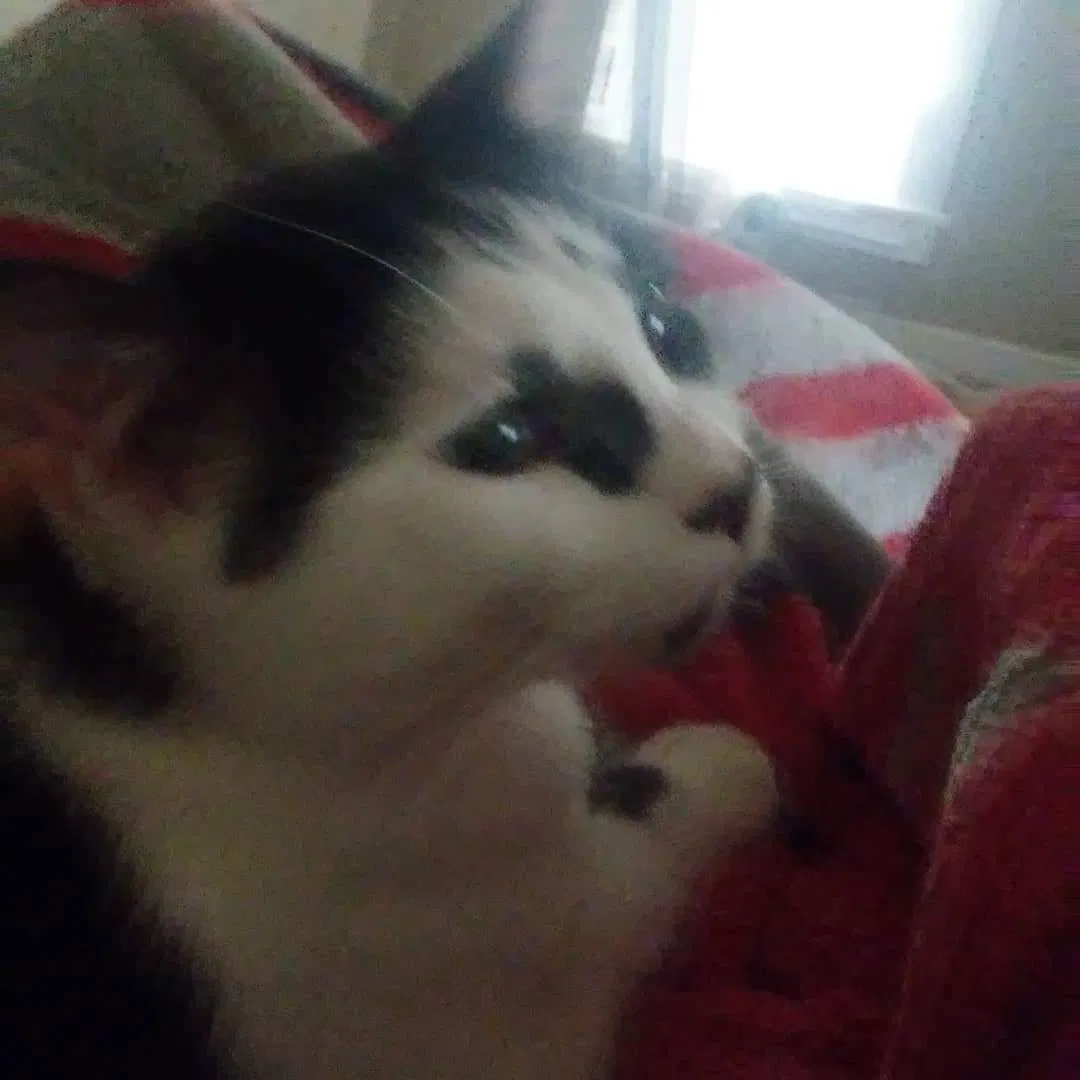 Lost cat in Orient, OH, 43146