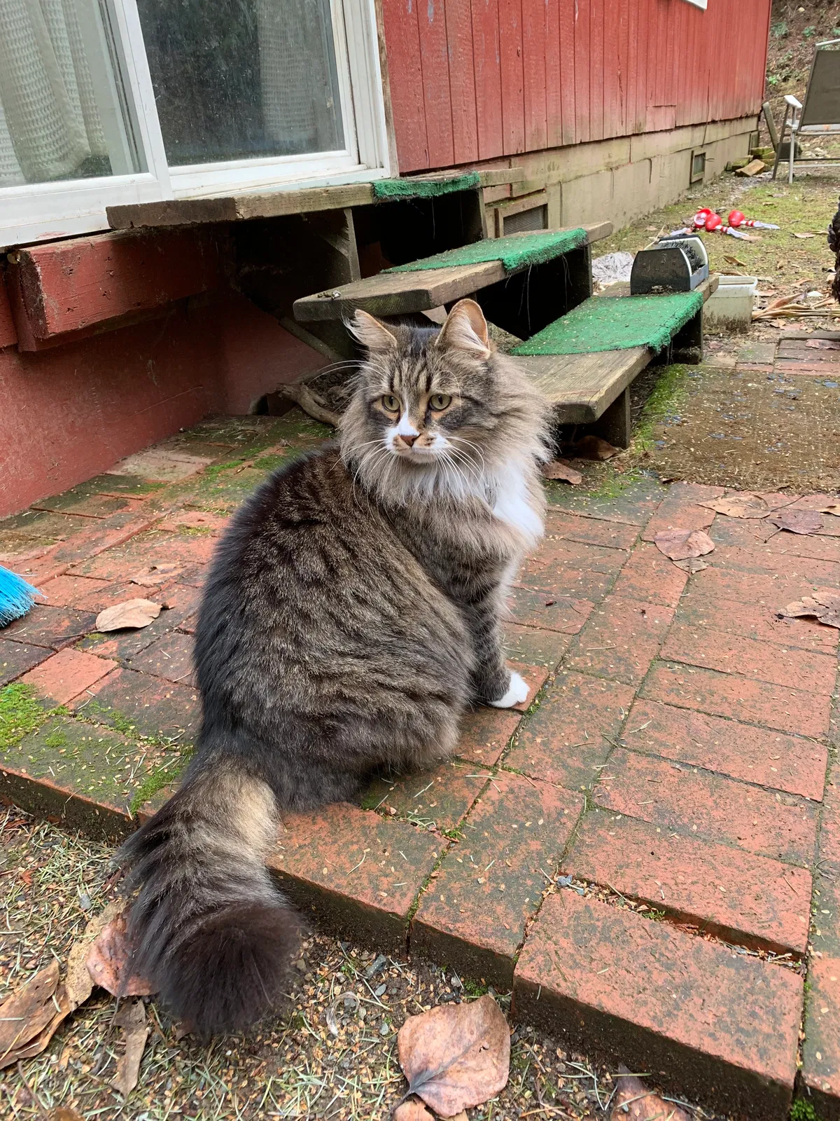 Lost cat in Auburn, WA, 98002