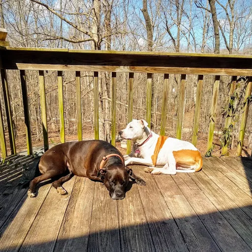 Lost dog in Rougemont, NC, 27572