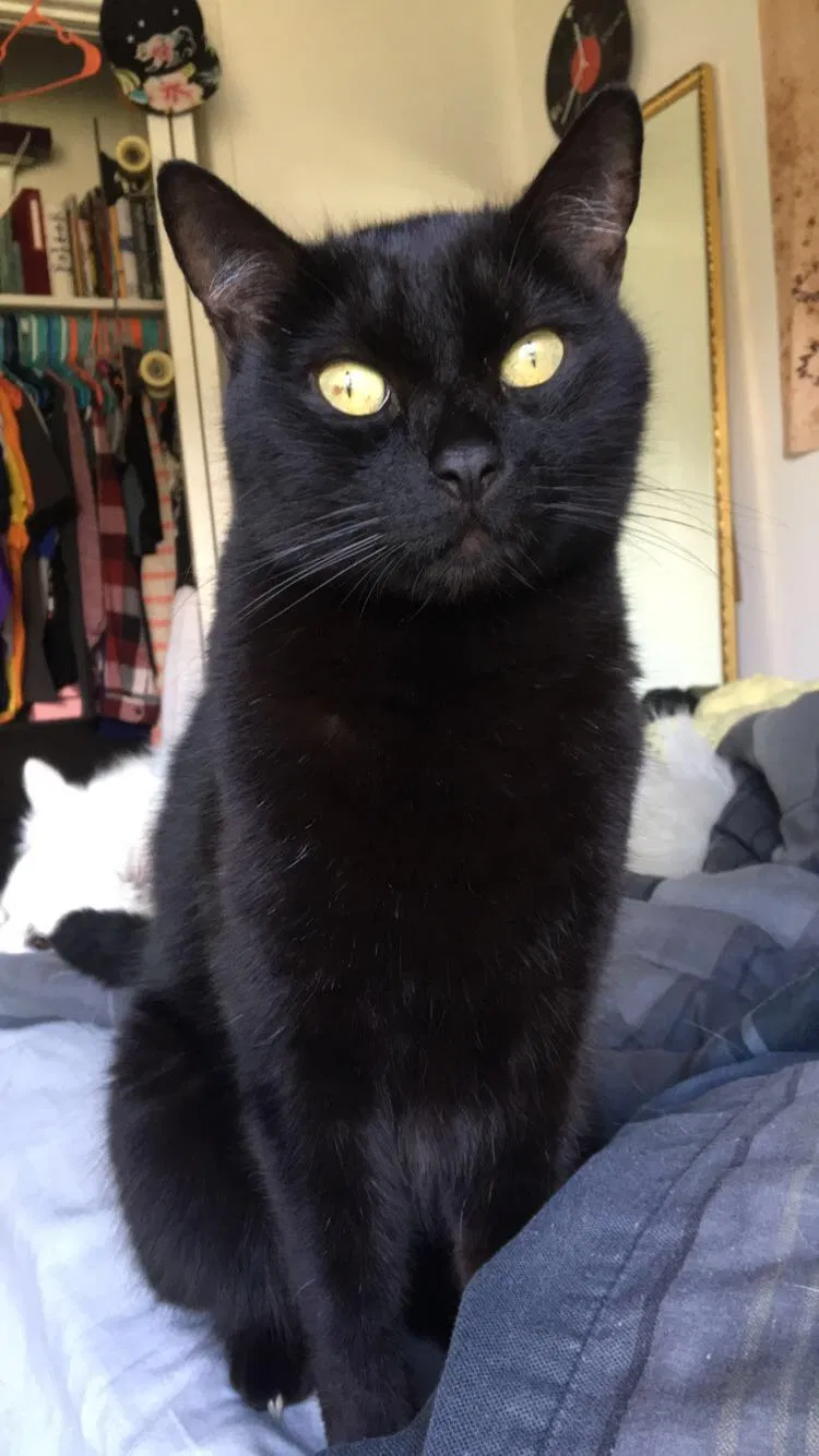 Lost cat in Santa Clarita, CA, 91350