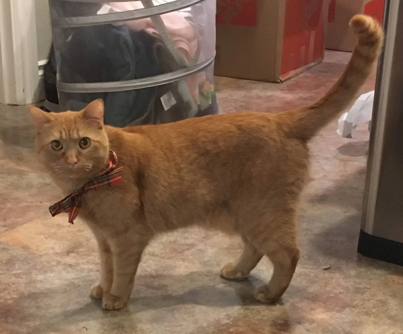 Lost cat in Bothell, WA, 98012