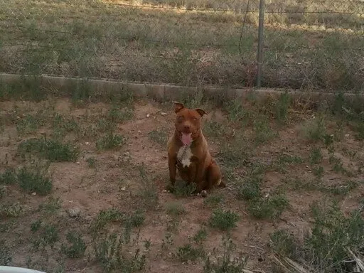 Lost dog in Moriarty, NM, 87035