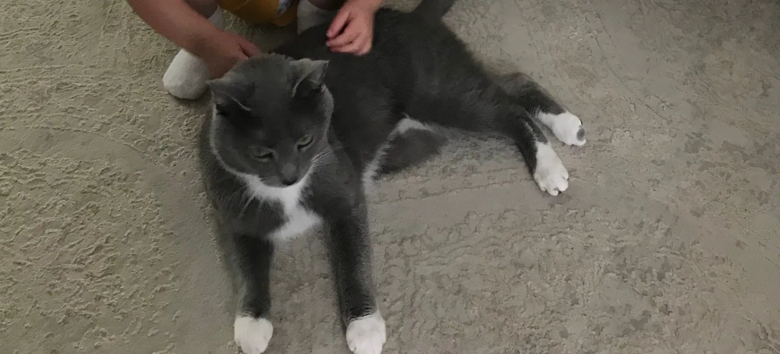 Lost cat in Pooler, GA, 31322