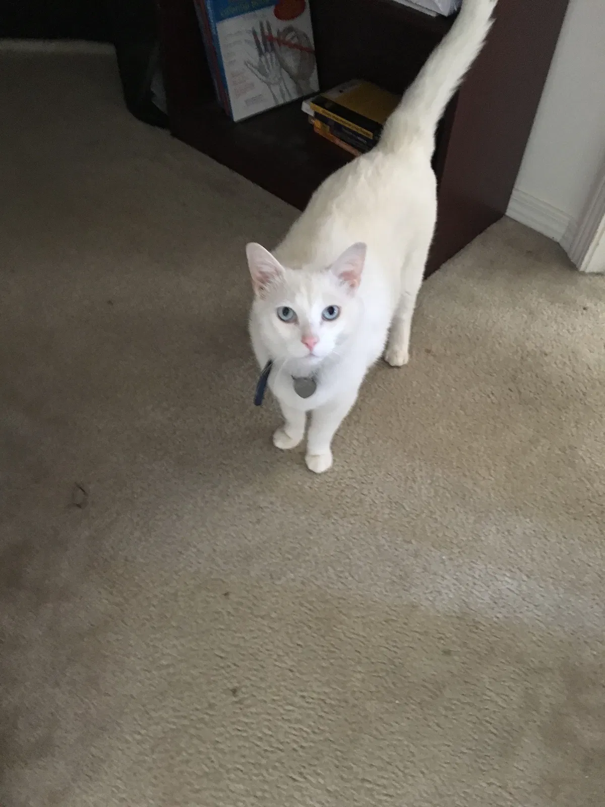Lost cat in Camas, WA, 98607