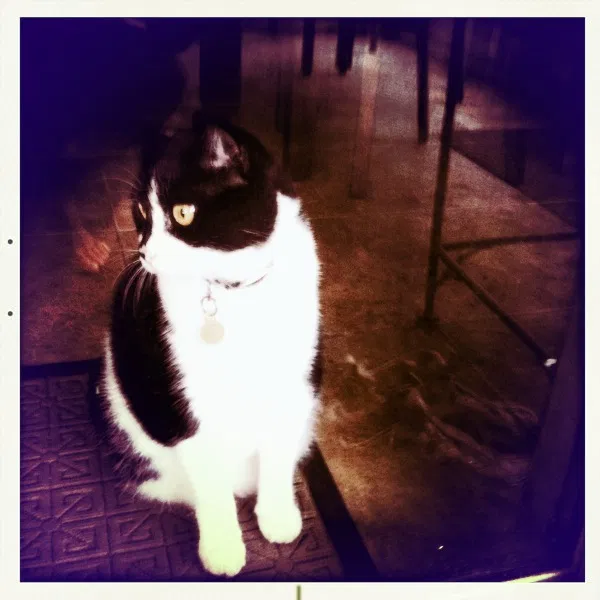 Lost cat in Saint Augustine, FL, 32080