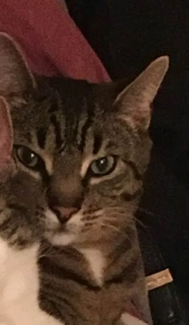 Lost cat in Burlington, CT, 6013