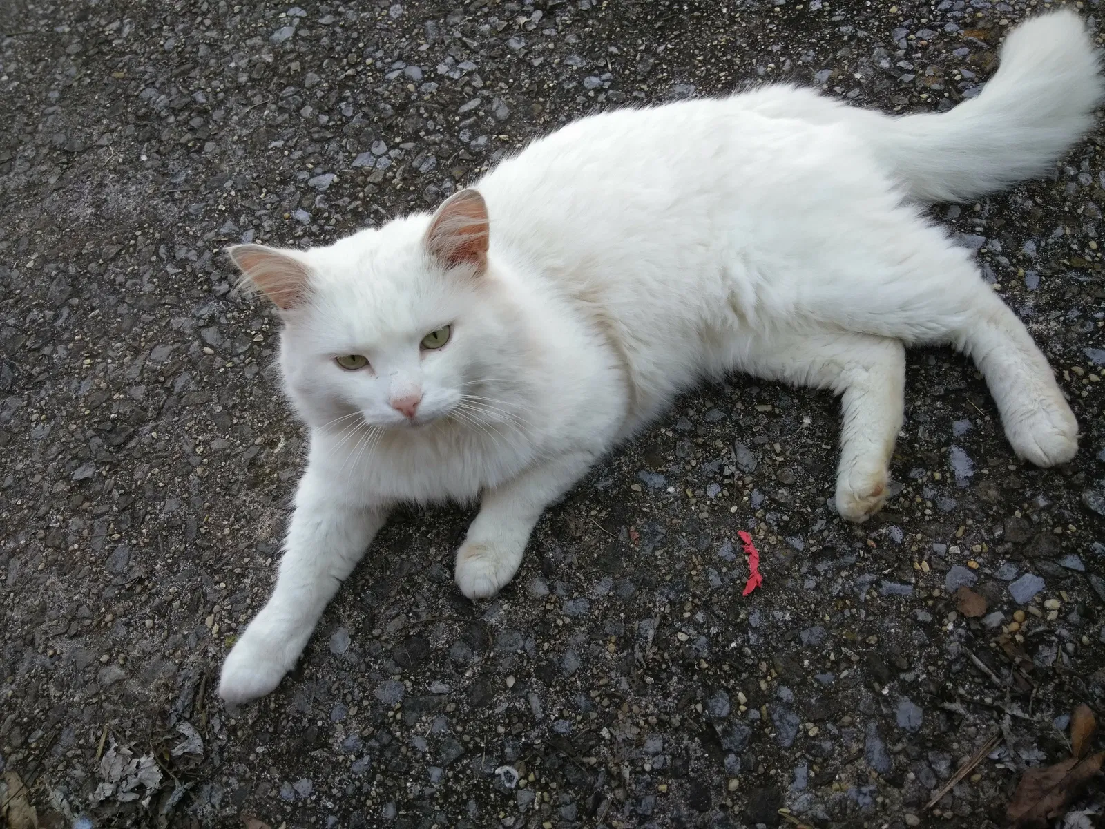 Lost cat in Alabaster, AL, 35007