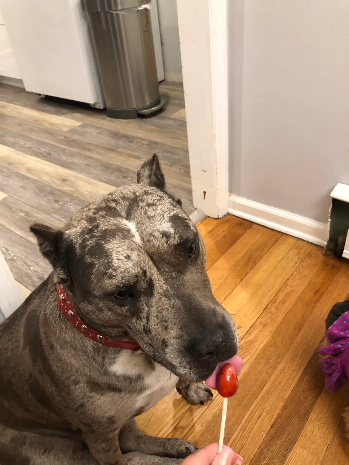 Lost dog in West Long Branch, NJ, 7764