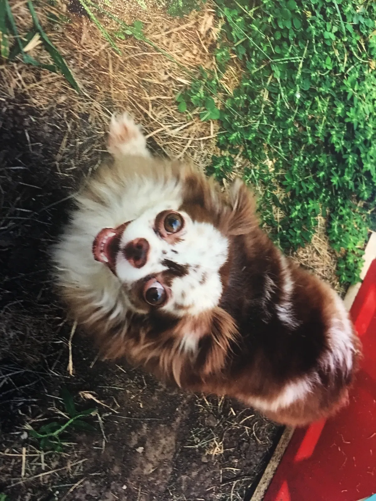 Lost dog in Iowa City, IA, 52240
