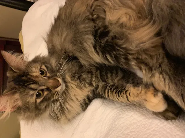 Lost cat in Hartselle, AL, 35640