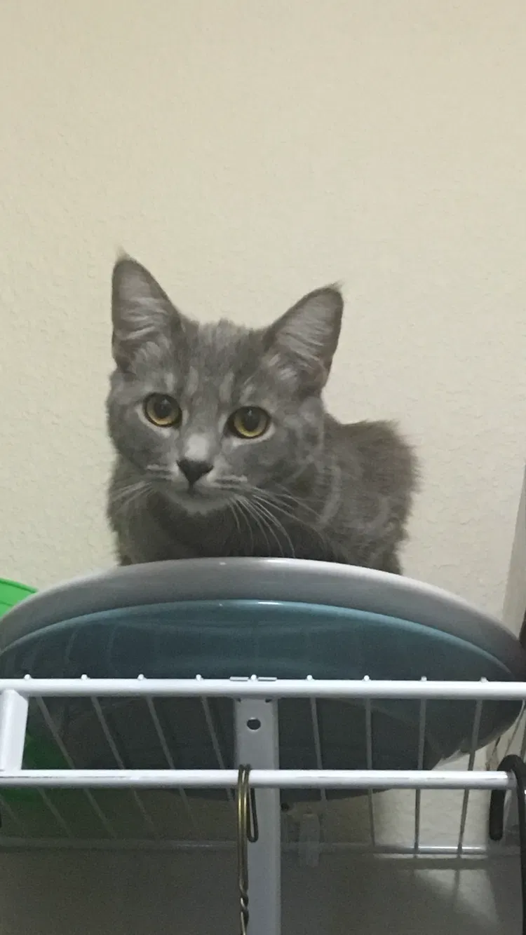 Lost cat in Albuquerque, NM, 87106