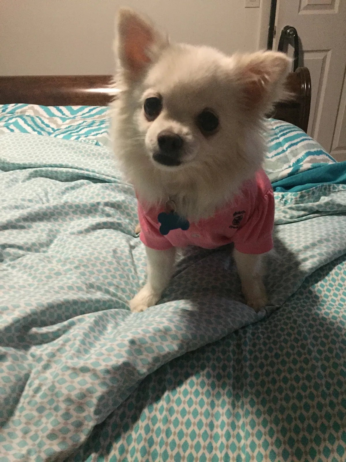 Lost dog in Sebring, FL, 33870