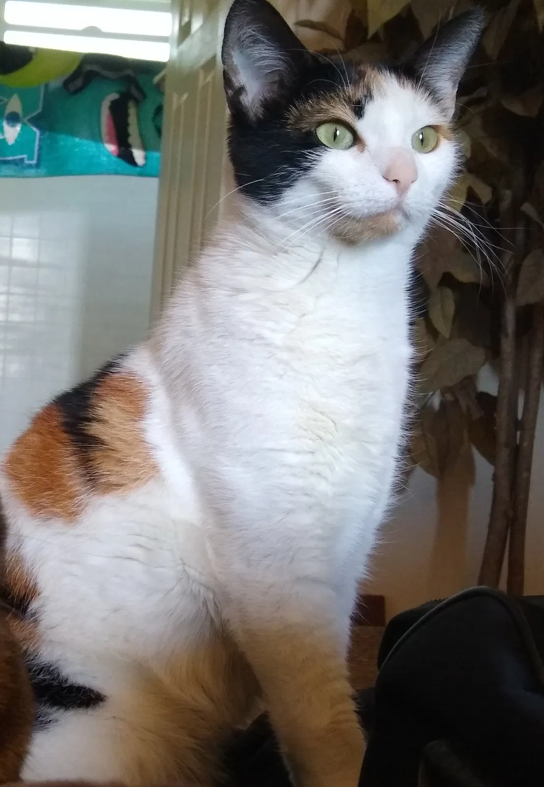 Lost cat in Lancaster, CA, 93536