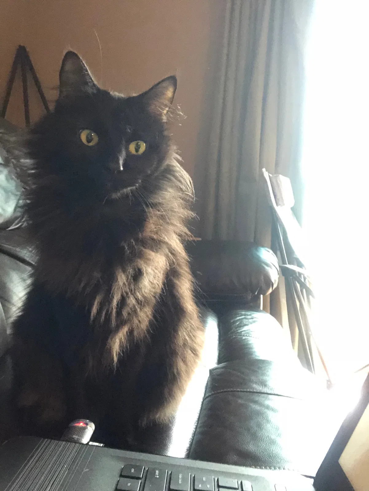 Lost cat in Winter Springs, FL, 32708