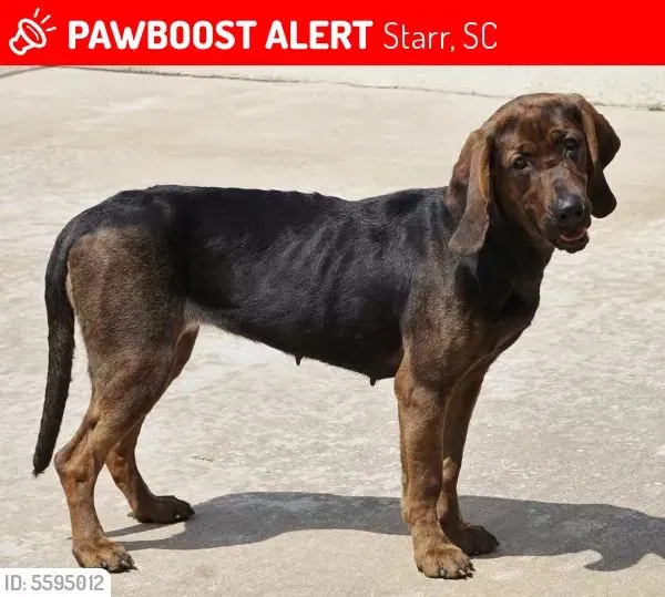 Lost dog in Starr, SC, 29684