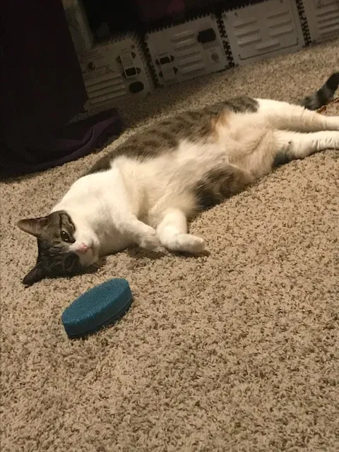 Lost cat in Fort Collins, CO, 80525