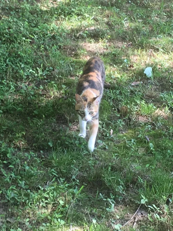 Lost cat in Bremen, AL, 35033