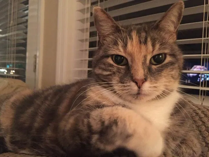 Lost cat in Tallahassee, FL, 32309