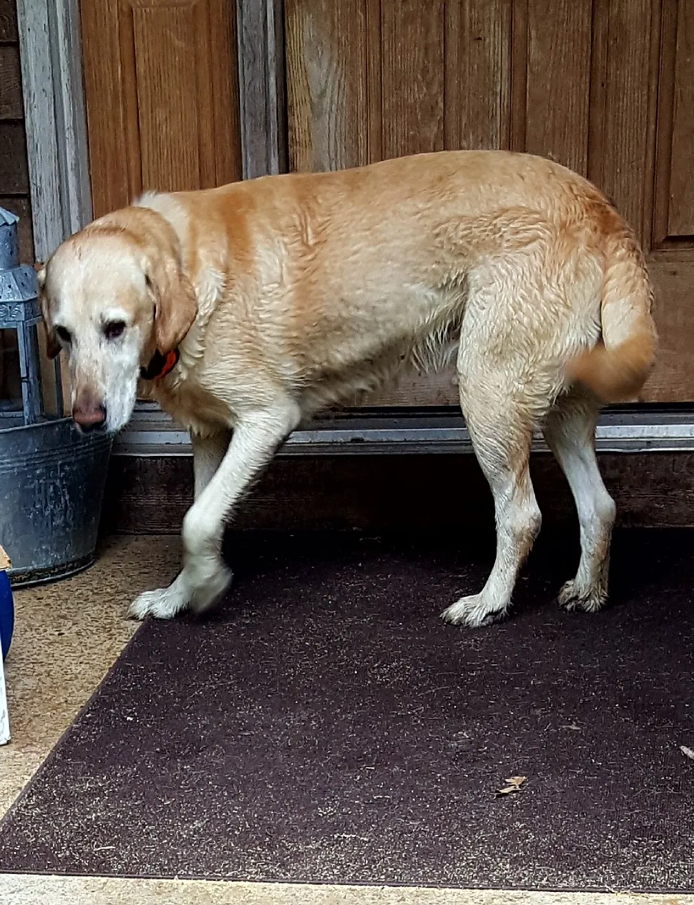 Lost dog in Boyertown, PA, 19512