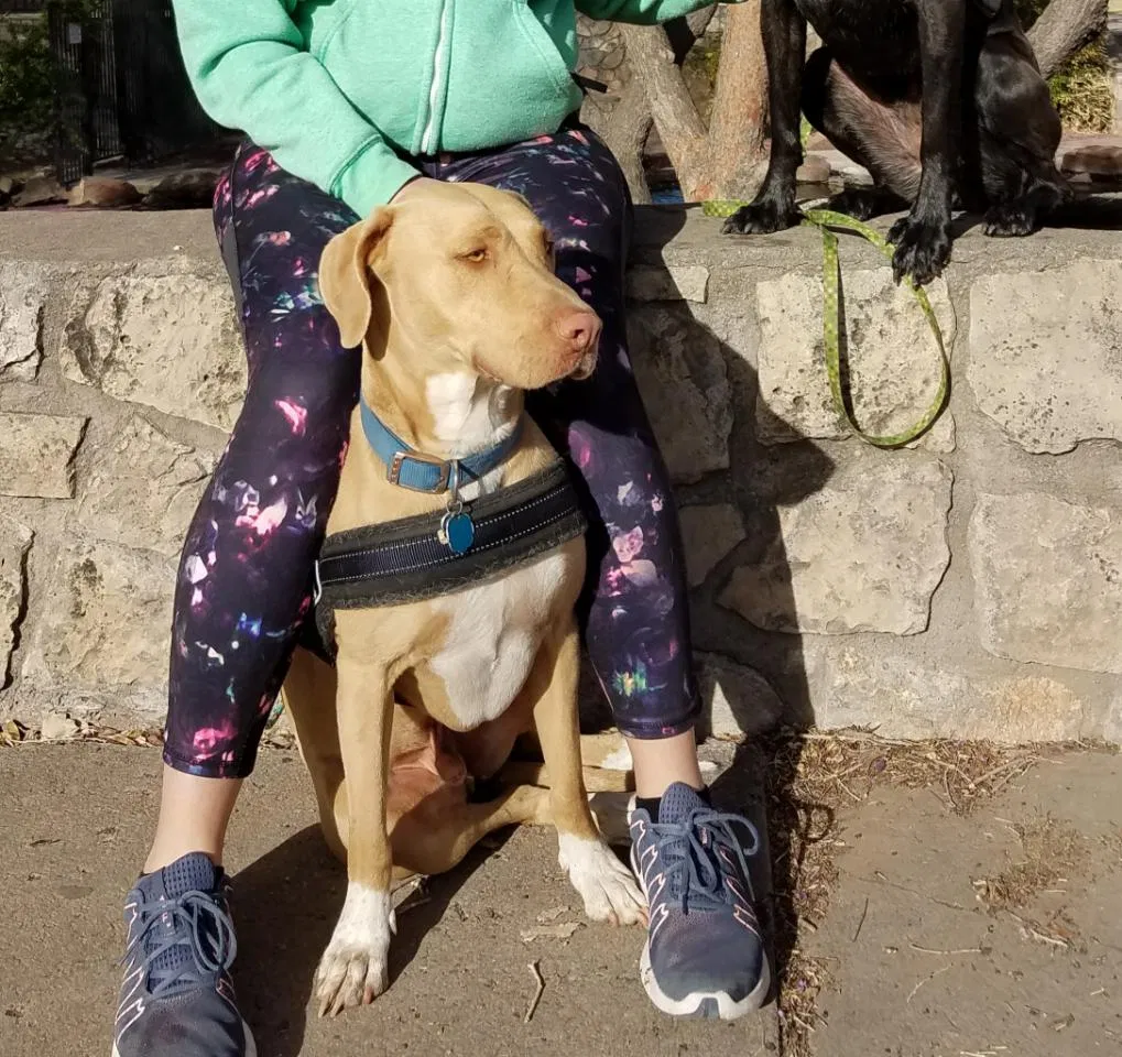 Lost dog in Jemez Springs, NM, 87025