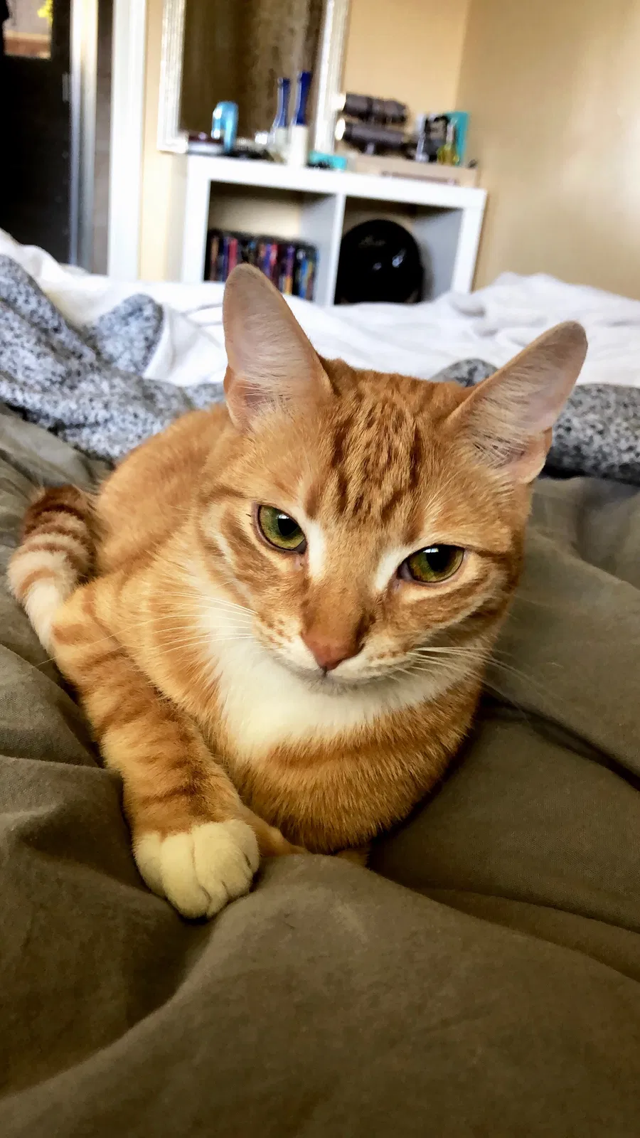 Lost cat in Portland, OR, 97218