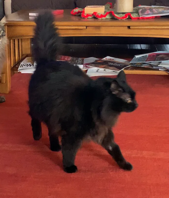 Lost cat in Minden, NV, 89423