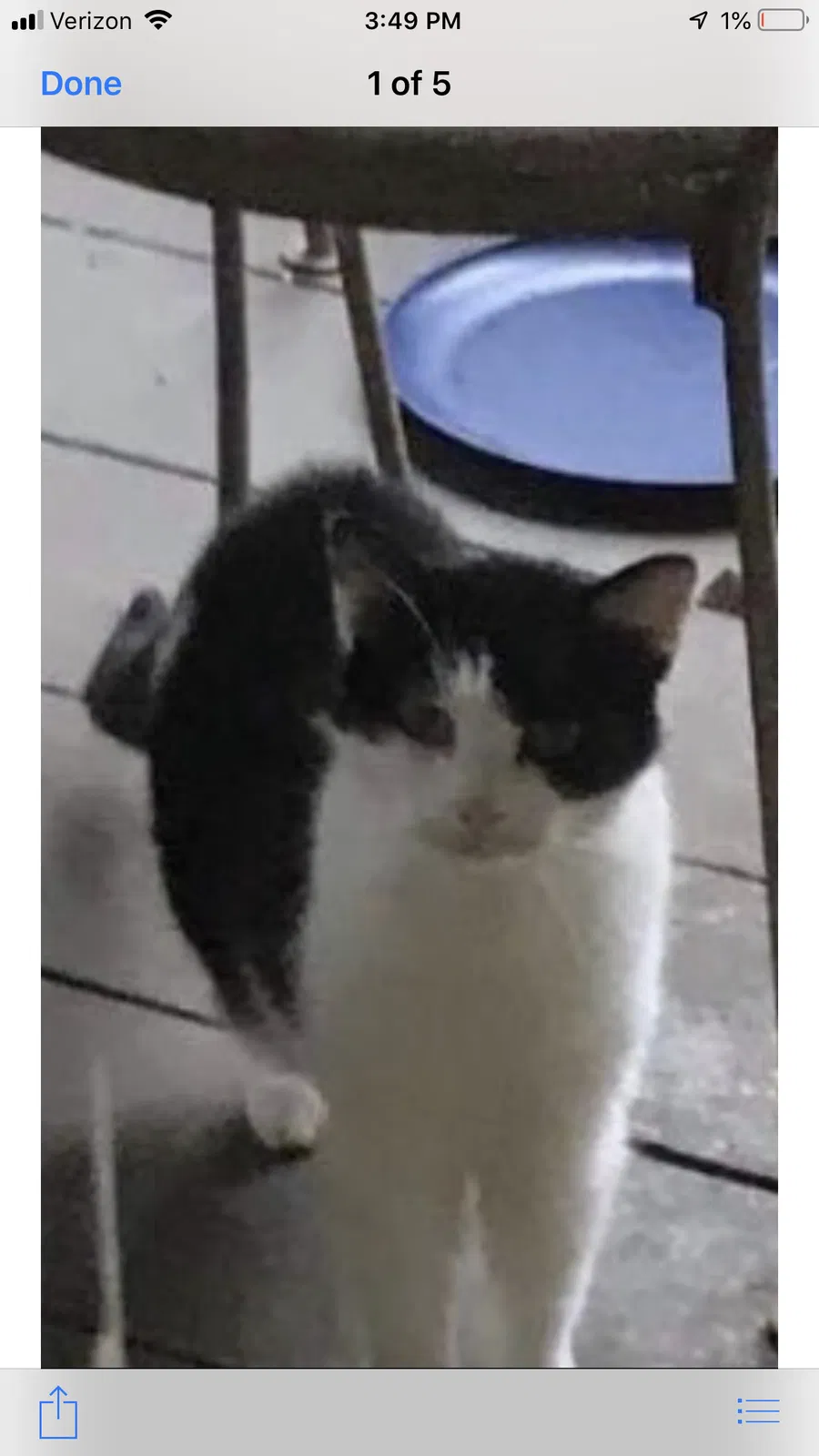 Lost cat in Birmingham, AL, 35213