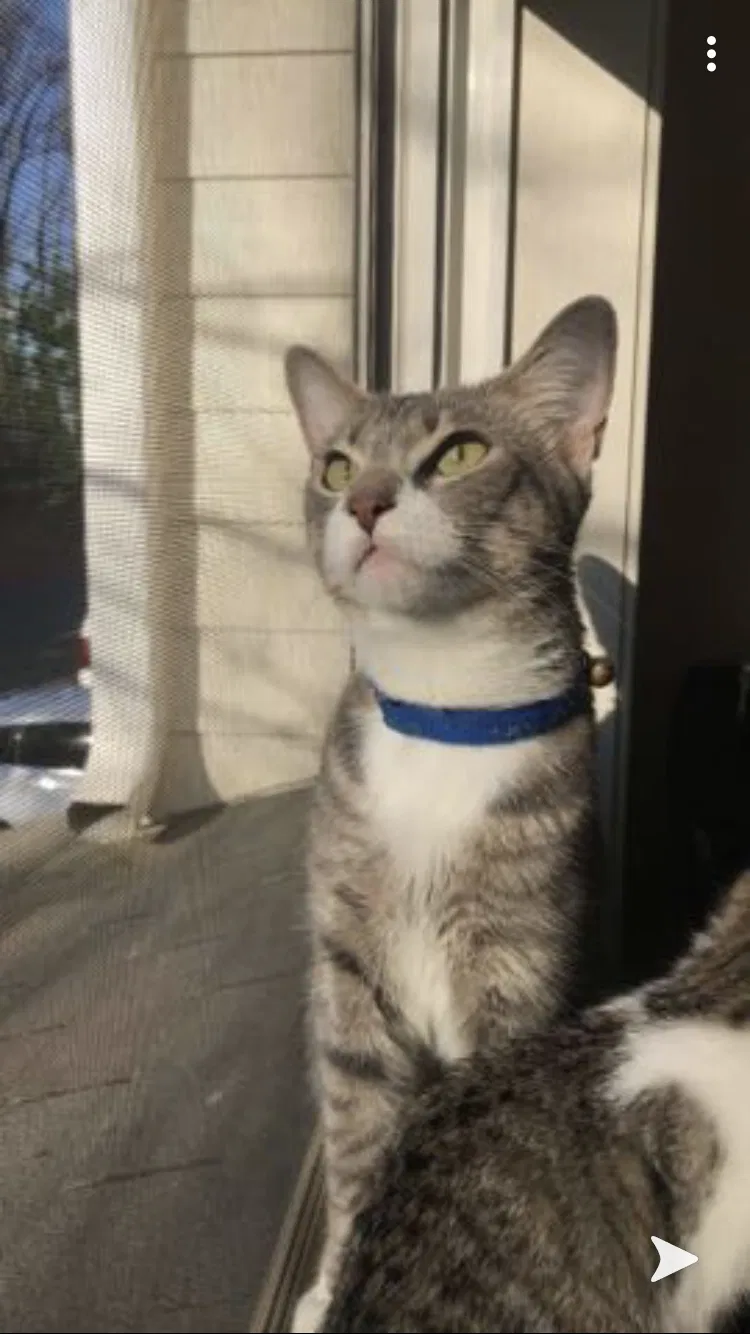 Lost cat in Kennesaw, GA, 30144
