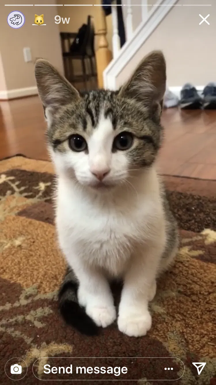Lost cat in Kennesaw, GA, 30144