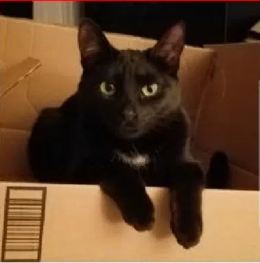Lost cat in Cherry Hill, NJ, 8003