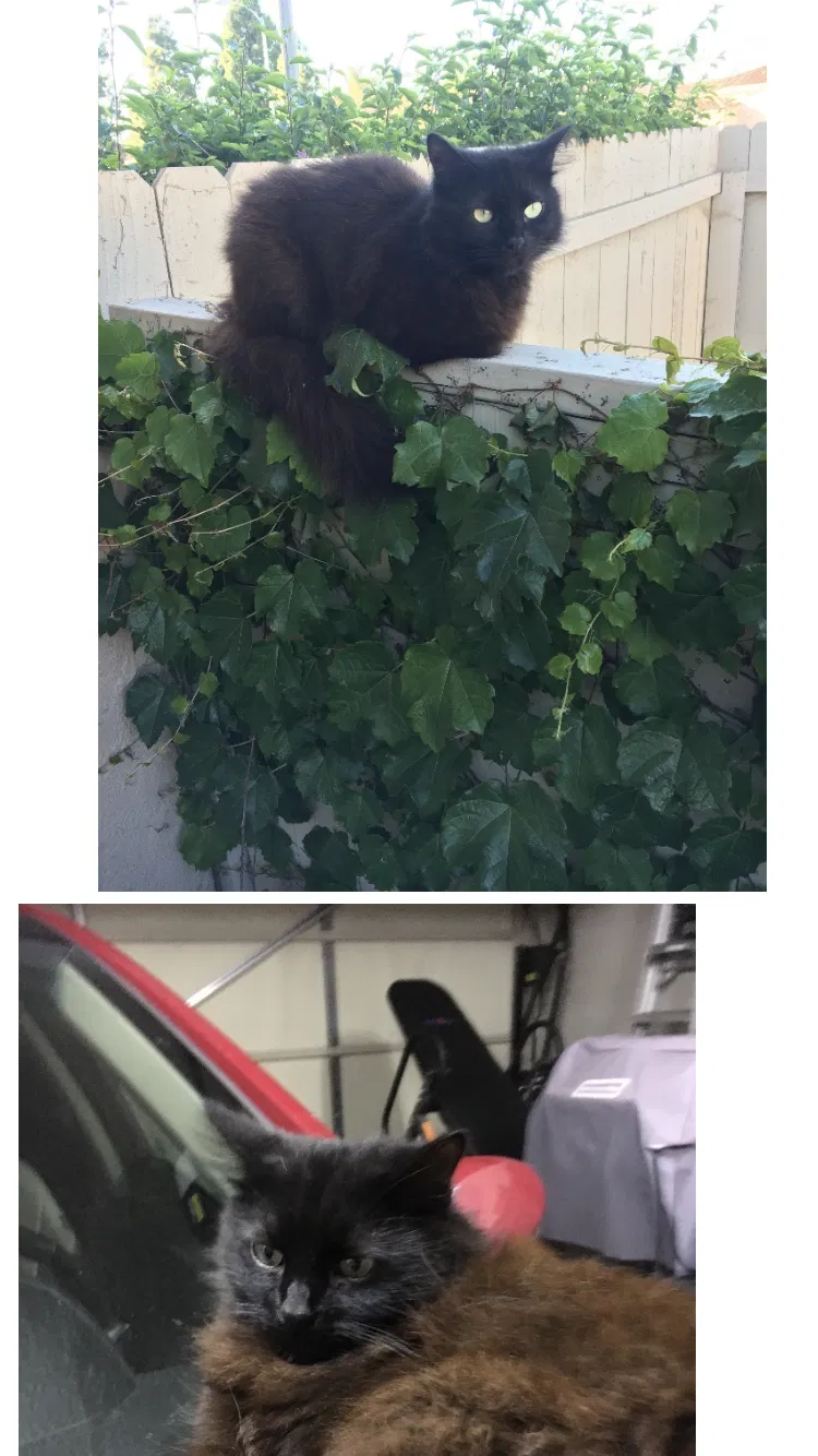 Lost cat in Costa Mesa, CA, 92627