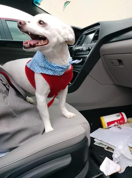 Lost dog in Franklin Park, NJ, 8823