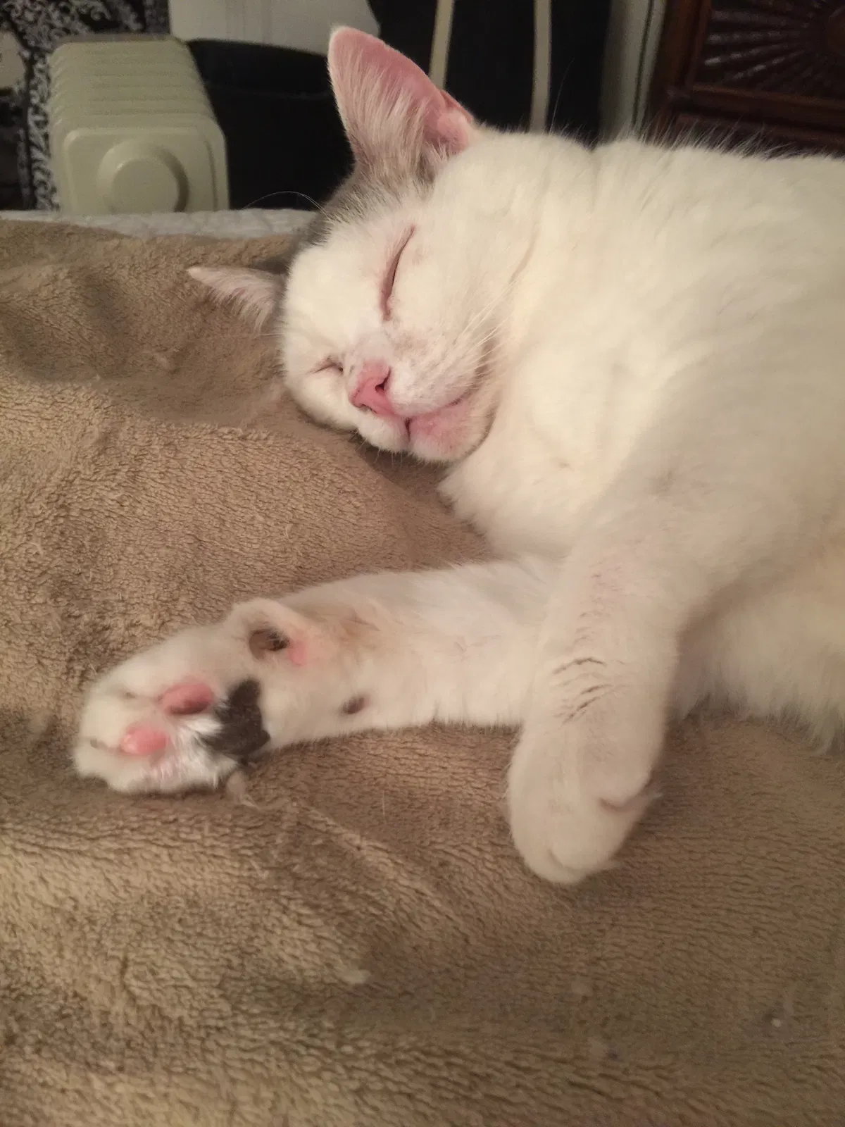 Lost cat in Warren, OH, 44483