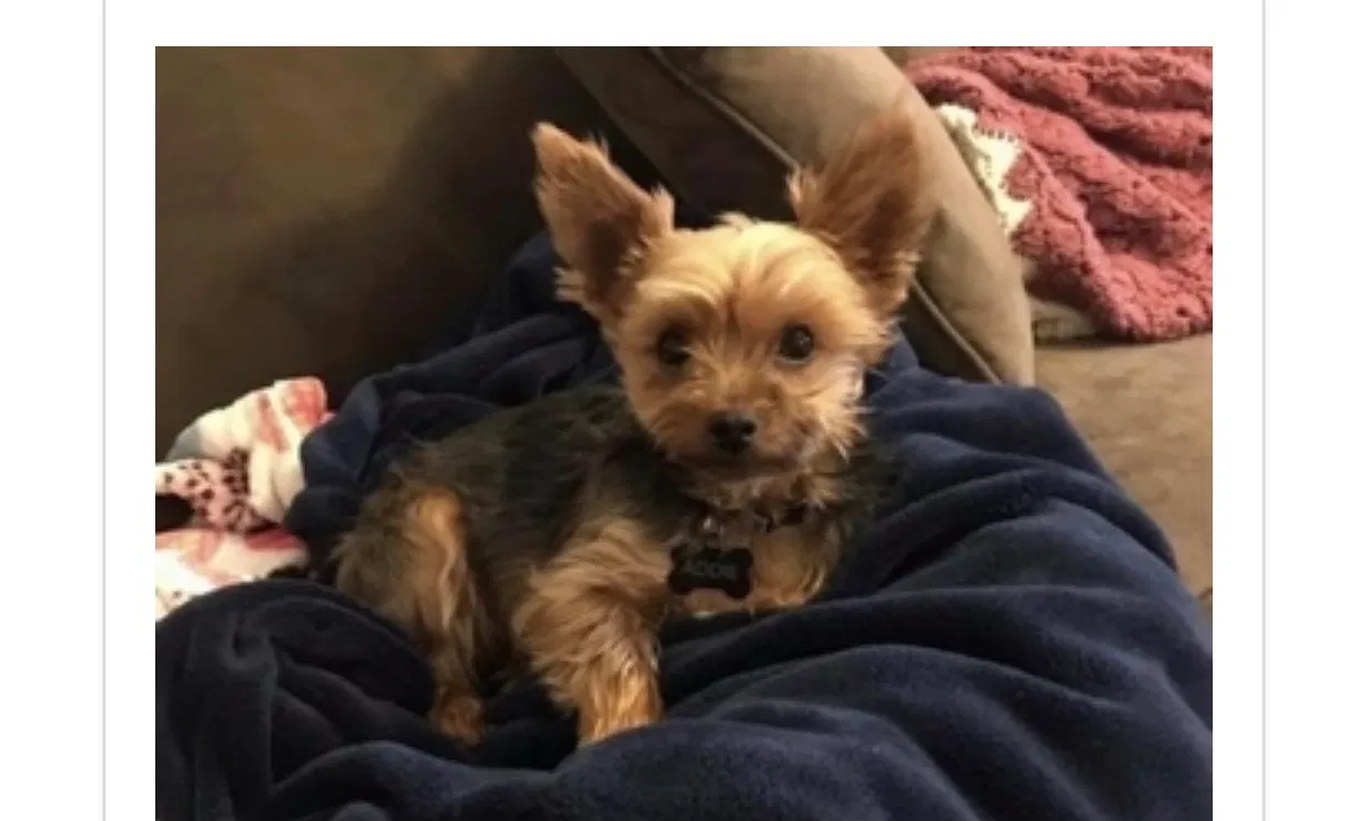 Lost dog in Oakdale, CT, 6370