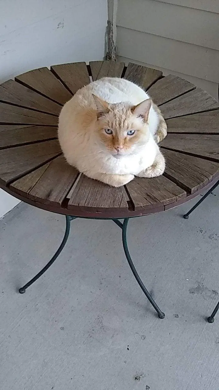 Lost cat in Beaumont, CA, 92223