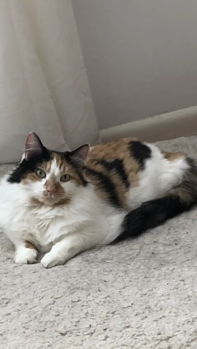 Lost cat in North Olmsted, OH, 44070