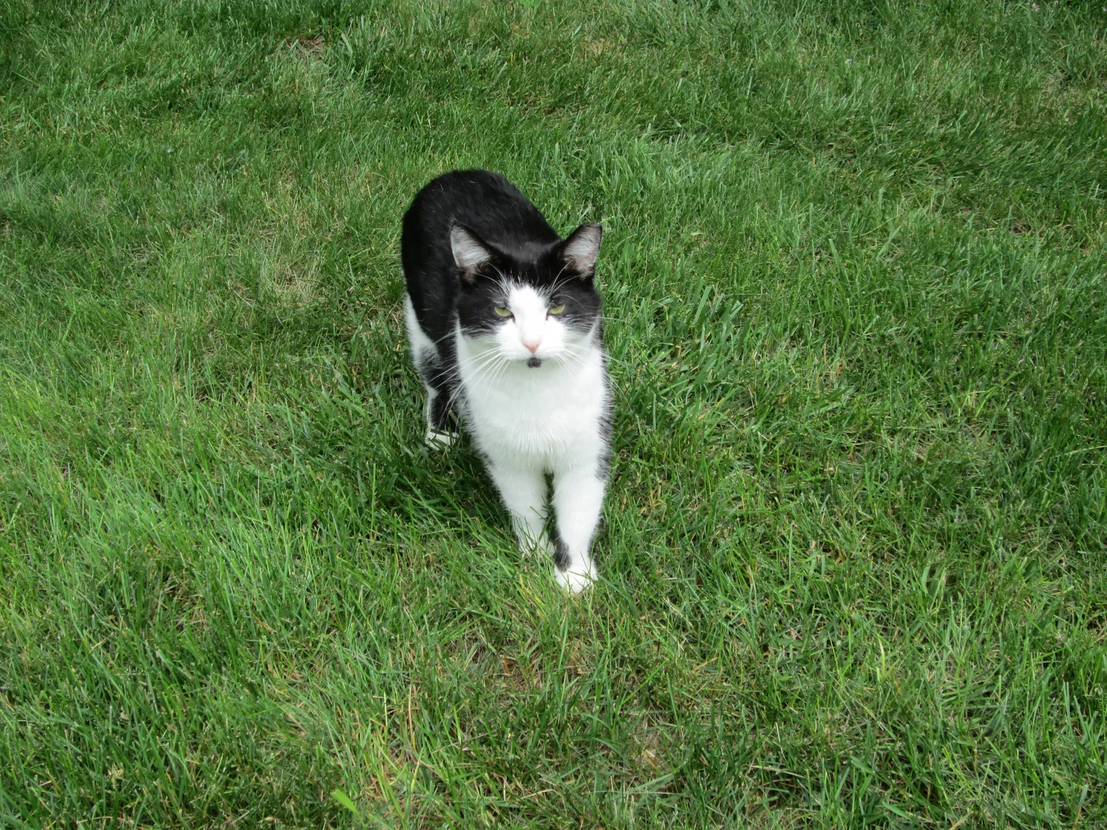 Lost cat in Kaukauna, WI, 54130