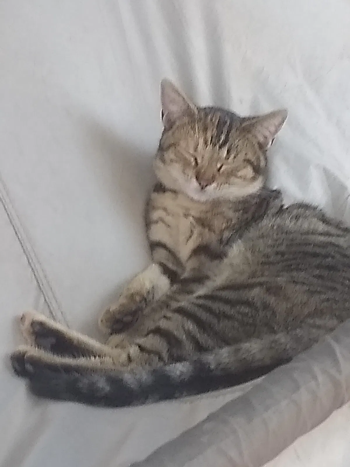 Lost cat in Fontana, CA, 92337