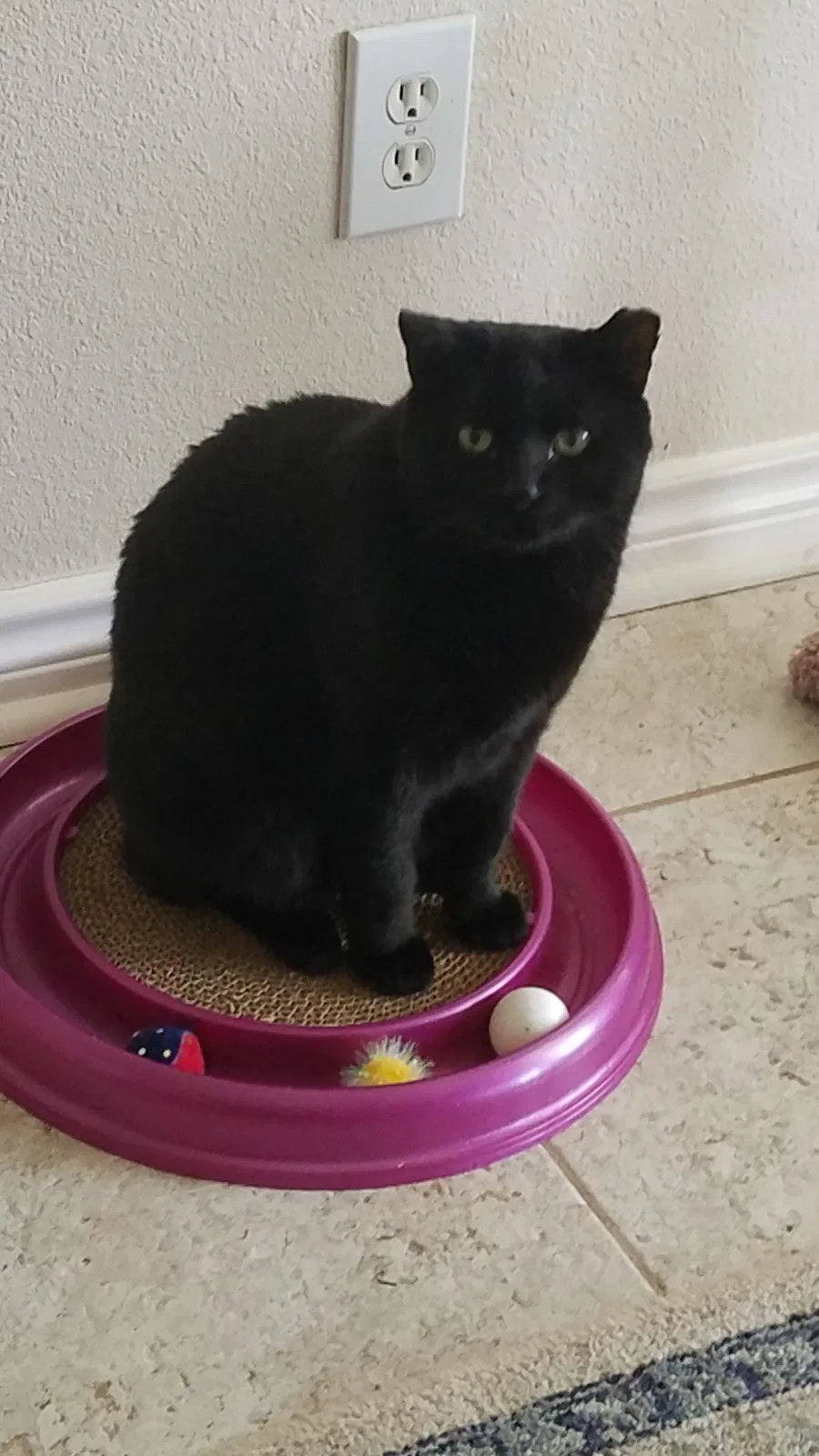 Lost cat in San Antonio, TX, 78216